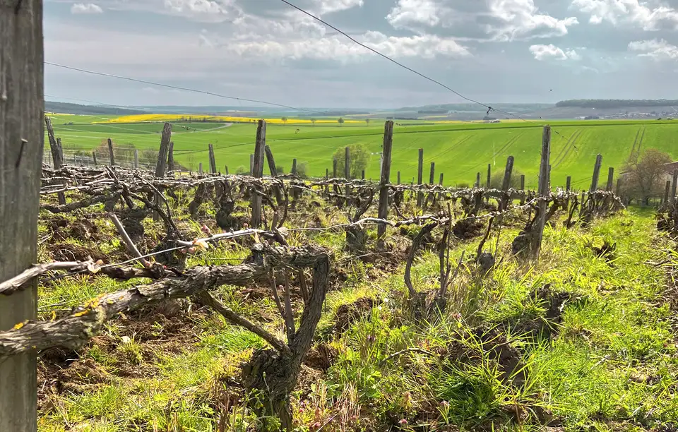 Les vignes du Champagne Oudiette
