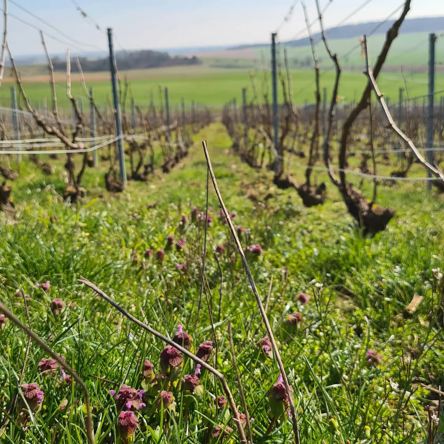 Les vignes du Domaine Champagne Oudiette