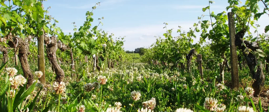 Vignes et biodiversit&eacute; au Ch&acirc;teau L'Inclassable