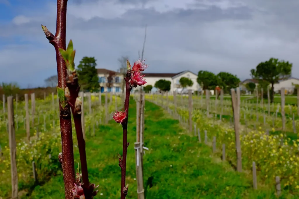 Le domaine du Ch&acirc;teau Anthonic