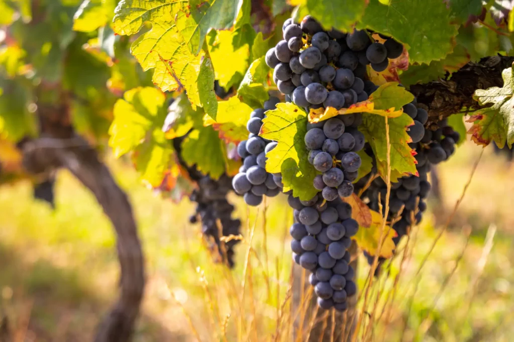 Merlot au Domaine de Saint-Amand