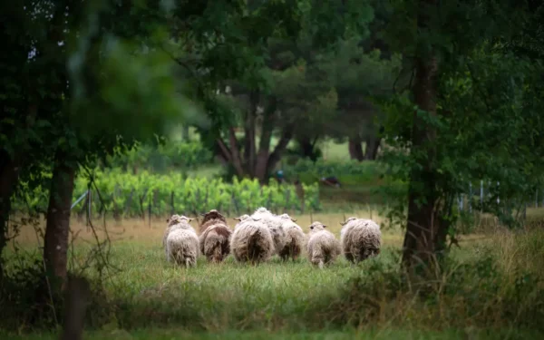 Moutons dans les vignes du Château Franc Baudron