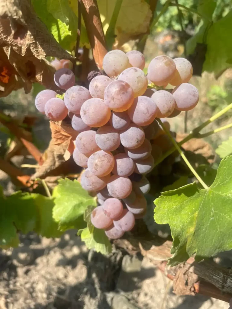 Raisin du Ch&acirc;teau de Cazebonne