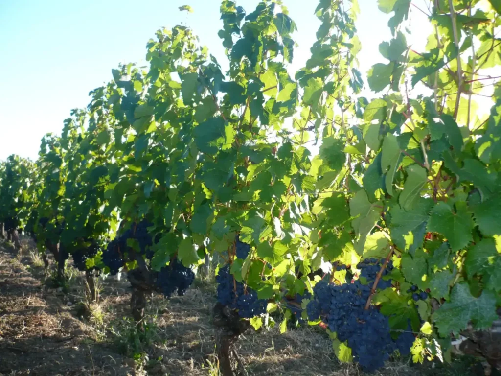 Les raisins du Ch&acirc;teau des Vieux Moulins