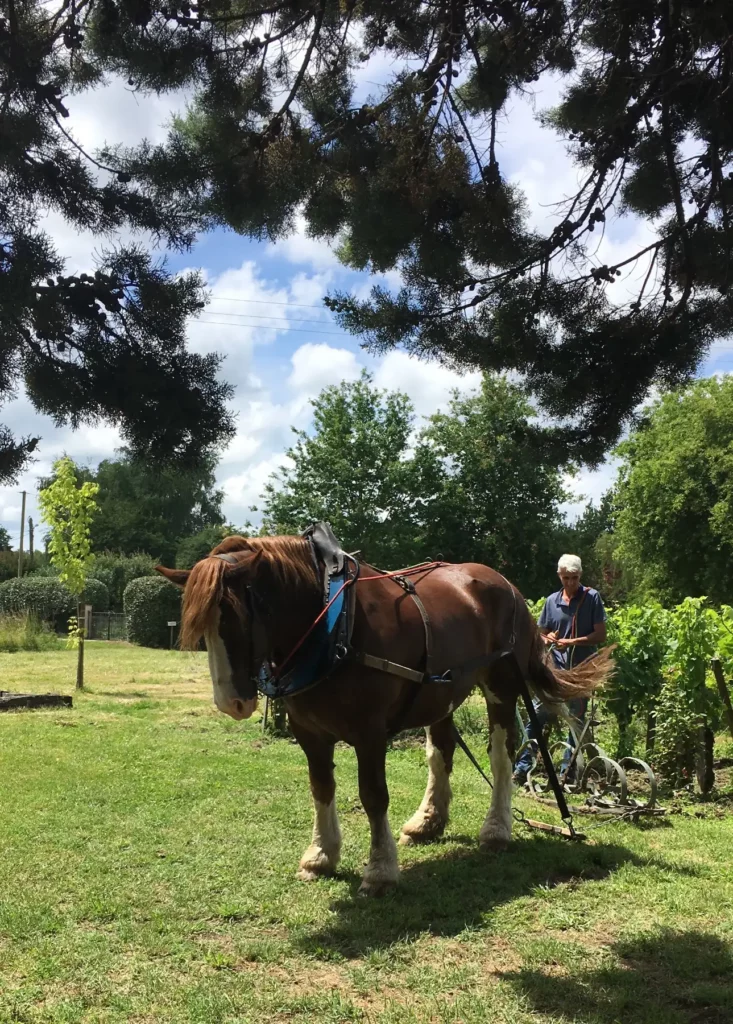 Labour dans les vignes du Ch&acirc;teau Vieux Mougnac