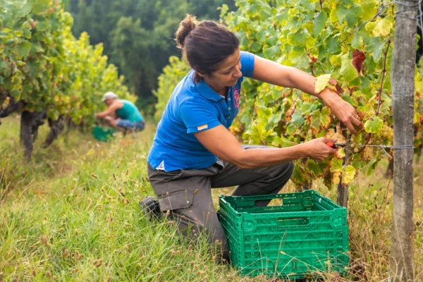Vendanges au Domaine de Saint-Amand