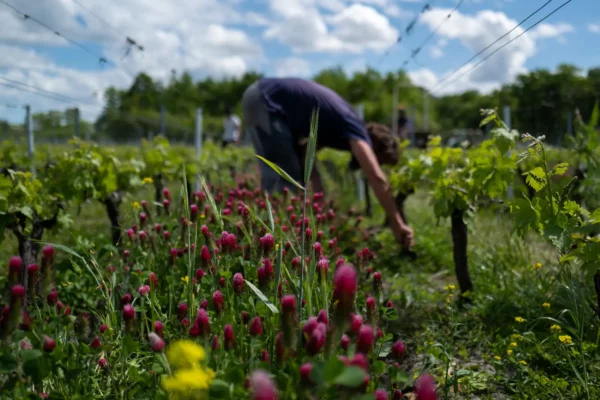 Les vignes du Château Anthonic