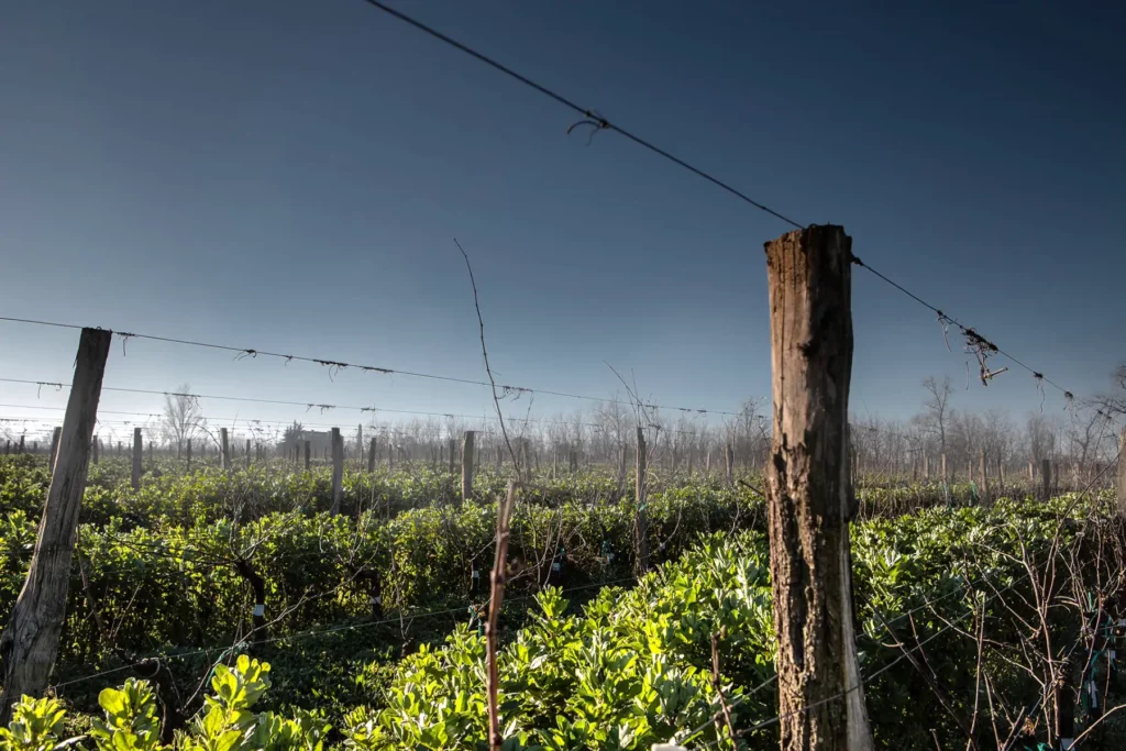 Vignes du Ch&acirc;teau de Cazebonne