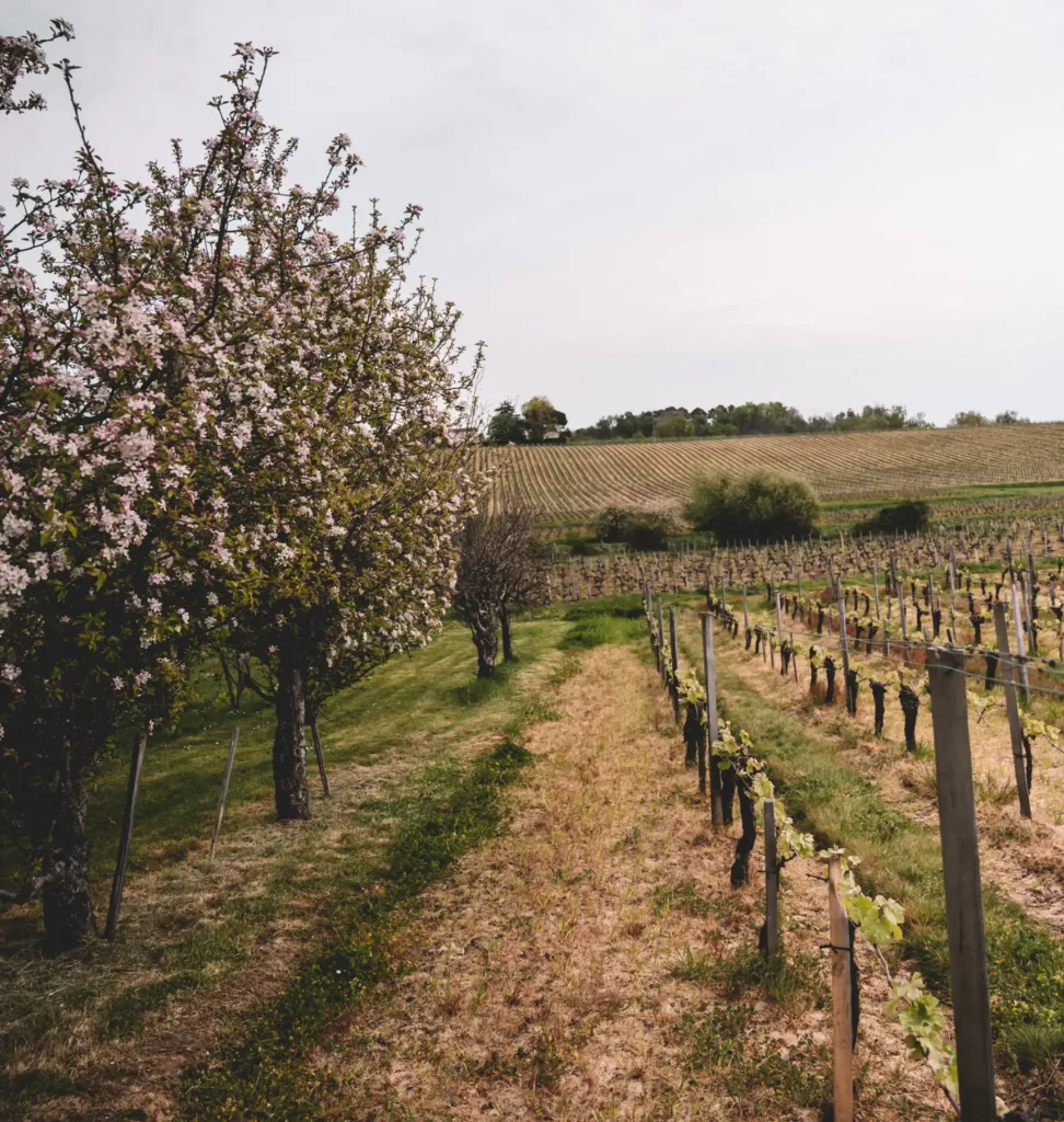 Les vignes du Ch&acirc;teau de C&ocirc;ts