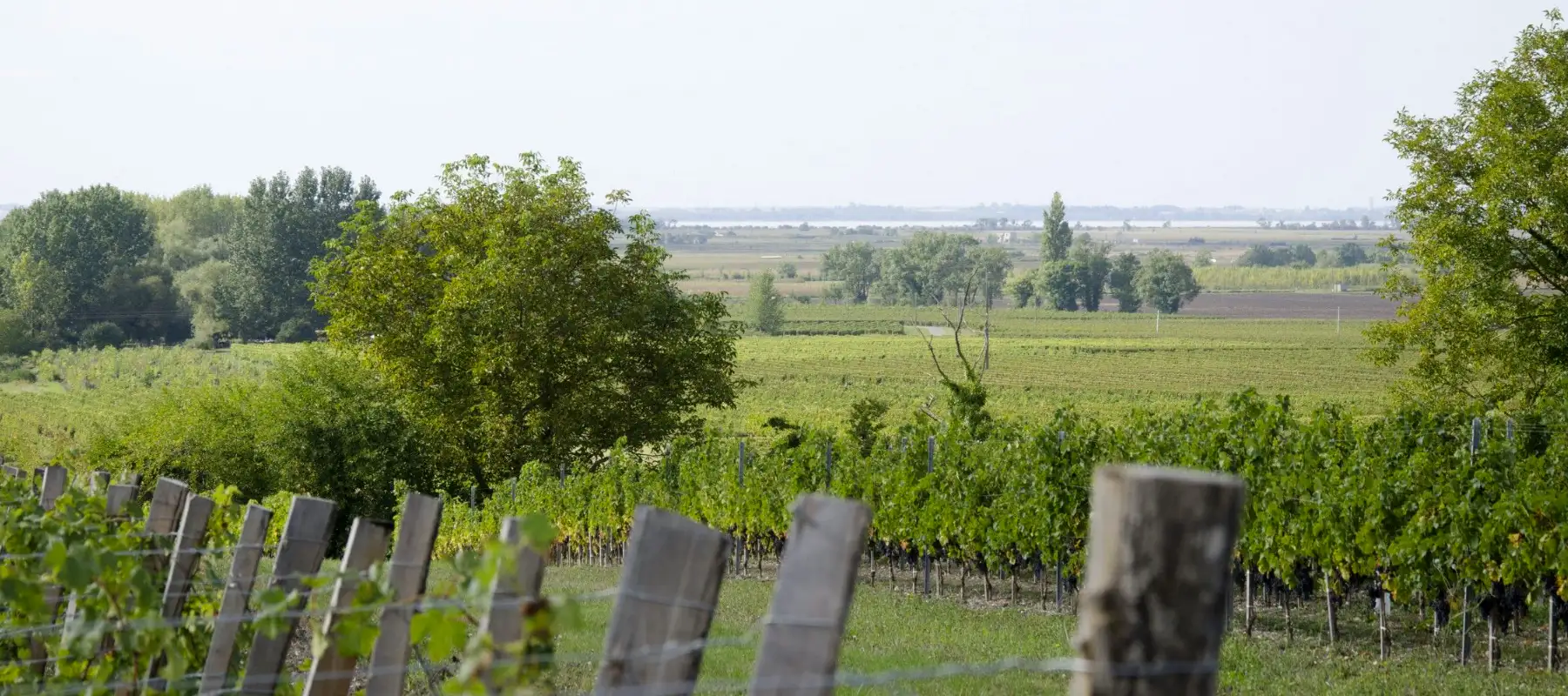 Les vignes du Château Les Vieux Moulins