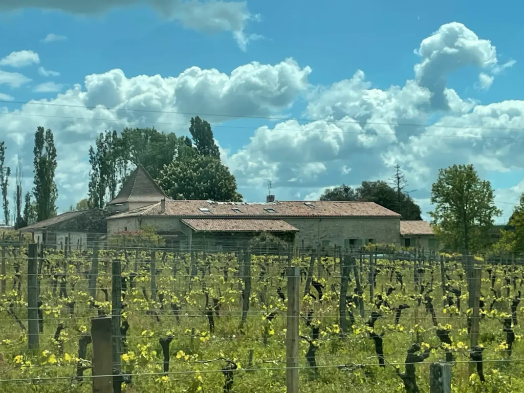 Les vignes du Ch&acirc;teau L'Ind&eacute;cise