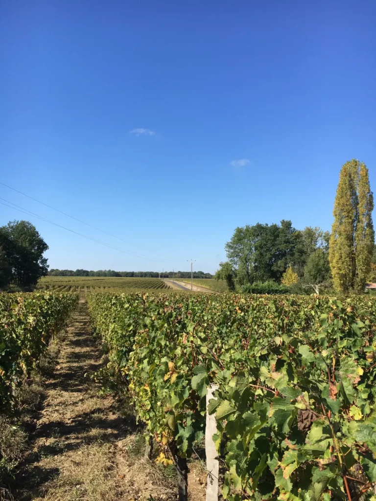 Vignes du Ch&acirc;teau Vieux Mougnac