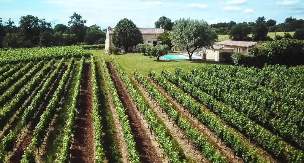 Les vignes du Domaine de Saint-Amand