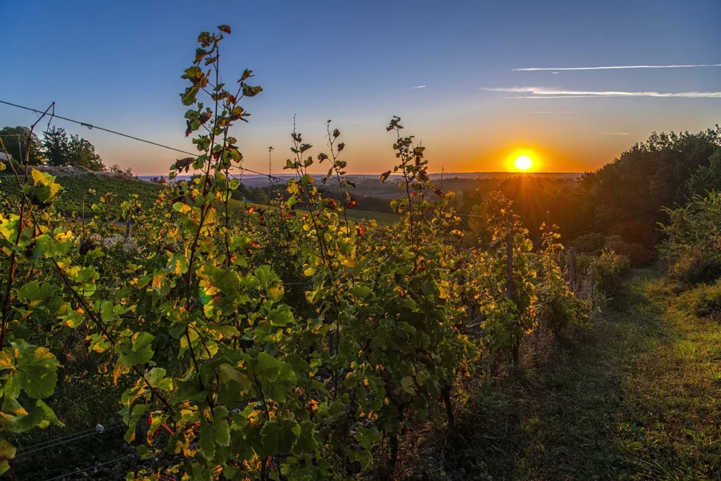Agriculture biologique au Ch&acirc;teau Vari