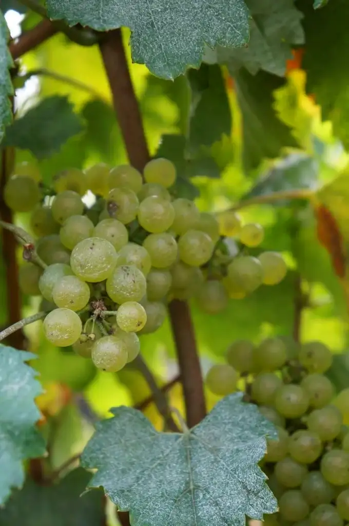 Aligoté du Domaine Trichon