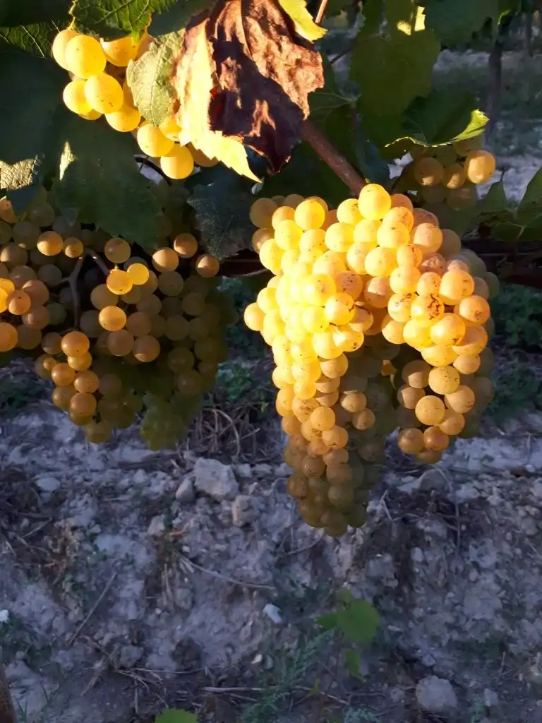 Chardonnay du Domaine Trichon
