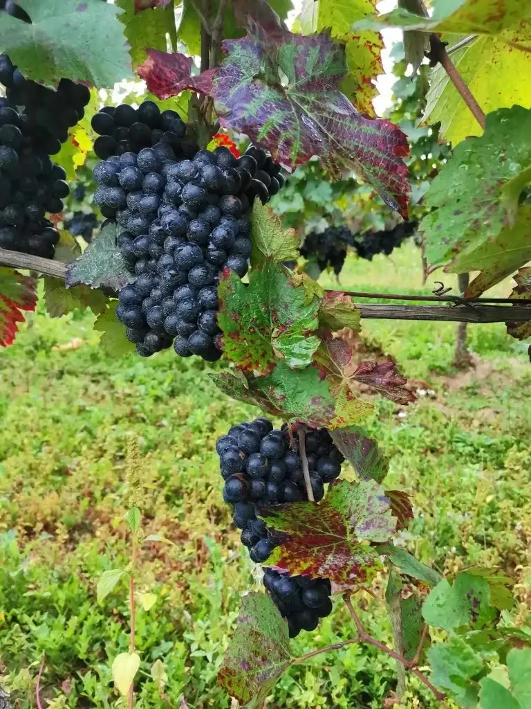 Gamay du Domaine Trichon