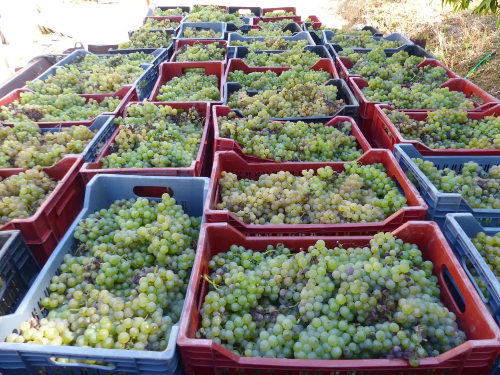 Raisins de La Bastane