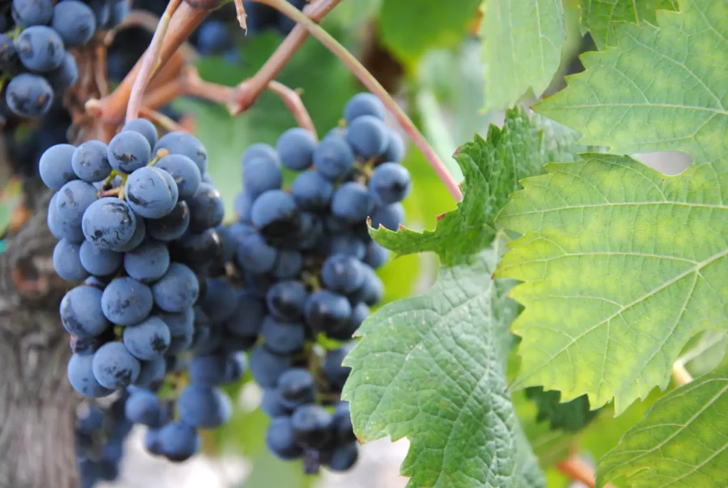 Le raisin des Vignobles Barron