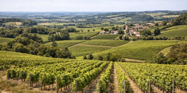 Région viticole Sud-Ouest