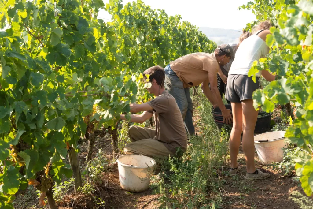 Les vendanges du Domaine Barou