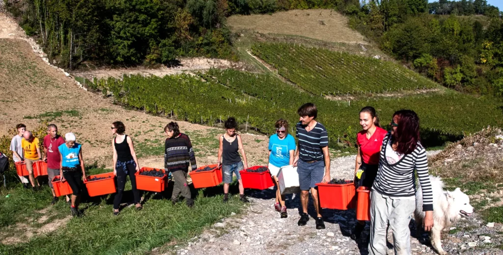 Vendanges au Domaine des Crocs Blancs