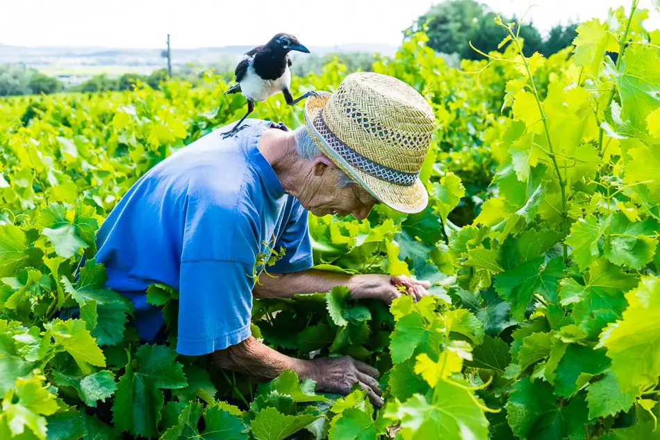 Vendanges au Mas de Libian