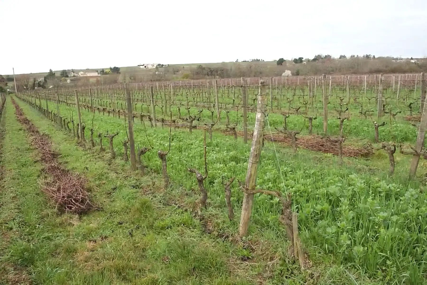 Les vignes du Château Moulin de Peyronin