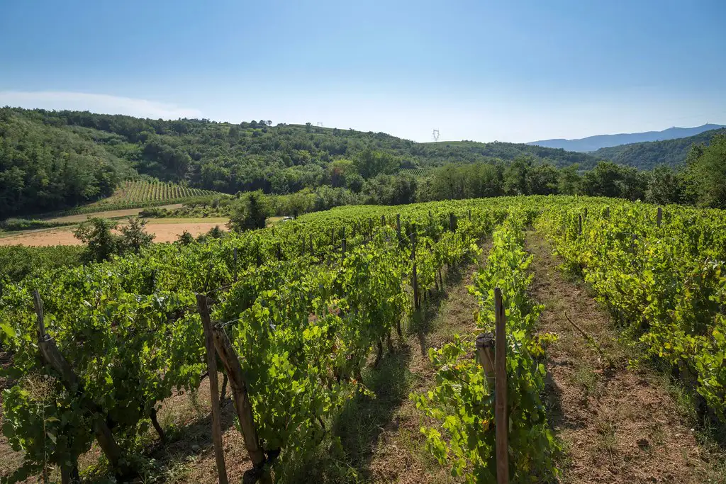 Les vignes du Domaine Barou