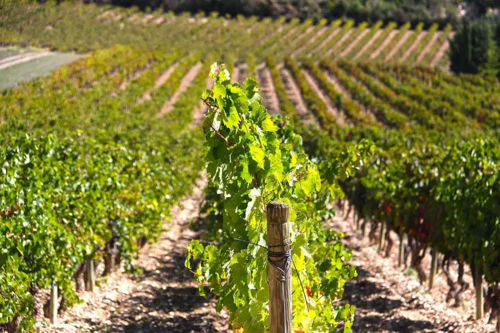 Vignes du Domaine de la Brillane
