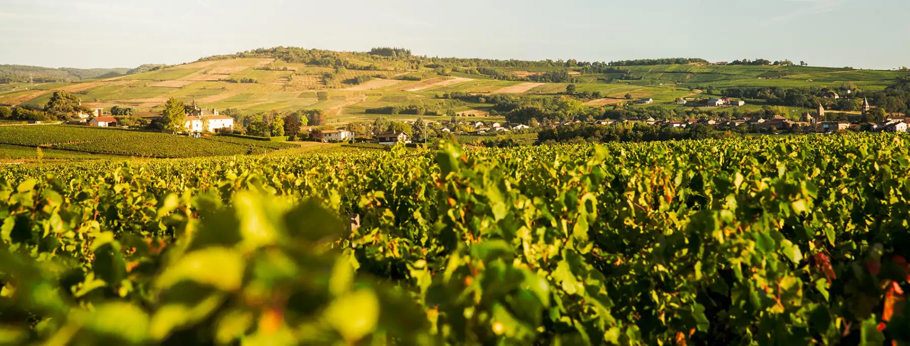 Les vignes du Domaine Chardigny