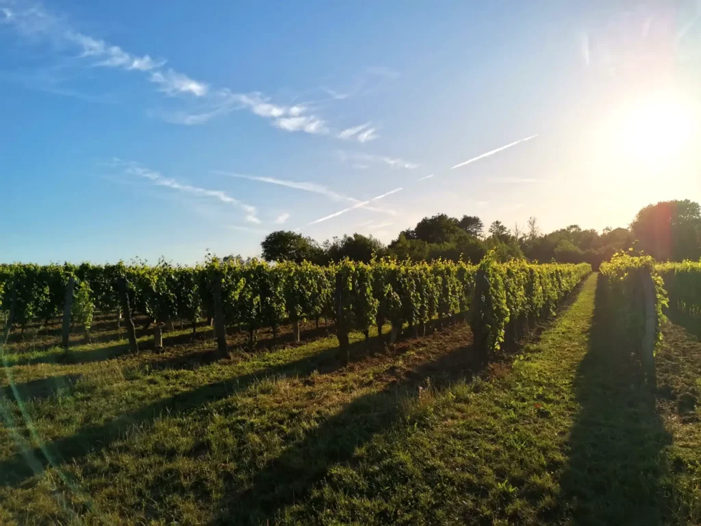 Les vignes du Domaine Trichon