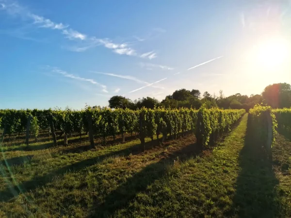 Les vignes du Domaine Trichon