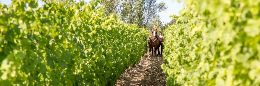 Les vignes du Mas de Libian