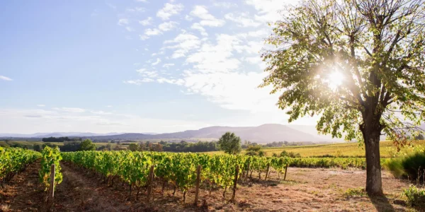 Le vignoble du Domaine Chardigny