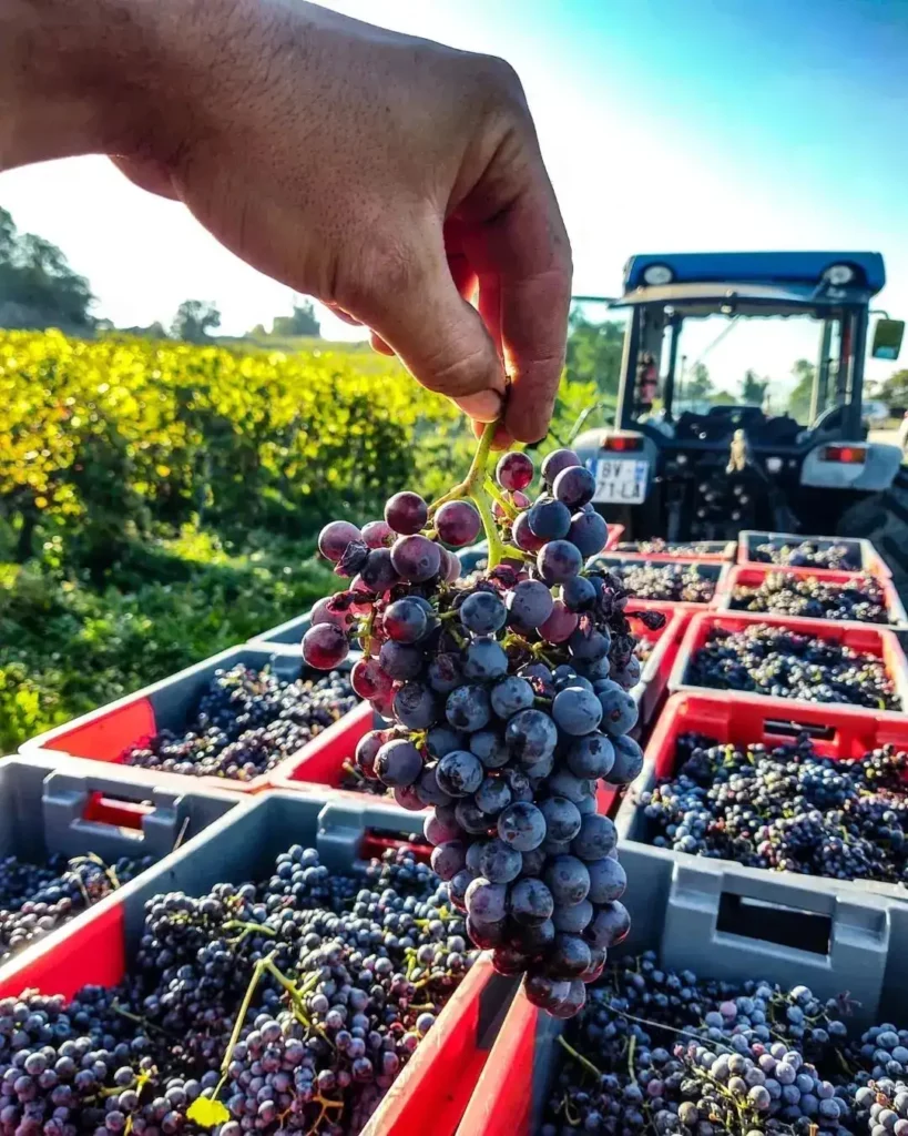 R&eacute;colte au Domaine Claude Quenard & Fils