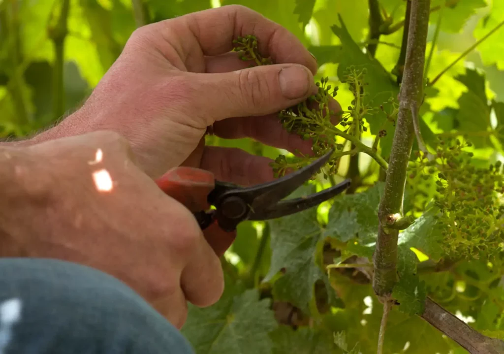 Vendanges au Domaine de la Cotelleraie