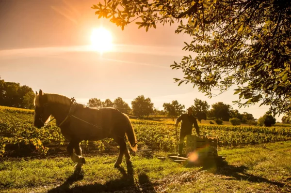 Travail dans les vignes au Château Coutet