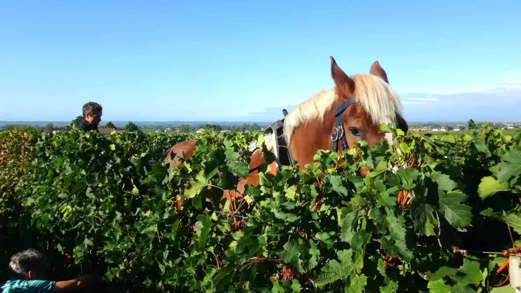 Vendanges au Ch&acirc;teau Coutet