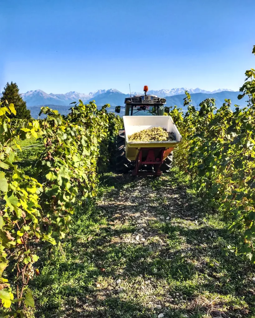 Vendanges au Domaine Claude Quenard & Fils