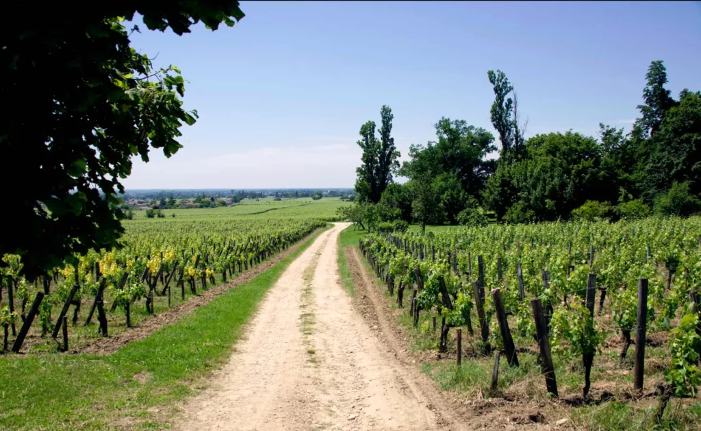 Les vignes du Ch&acirc;teau Coutet