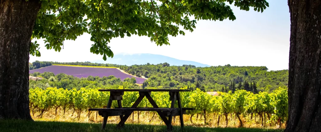 Vignes du Domaine l&rsquo;Ancienne &Eacute;cole