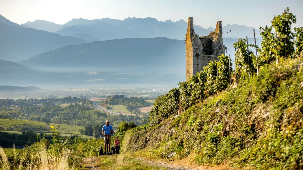 Les vignes du Domaine Quenard & Fils