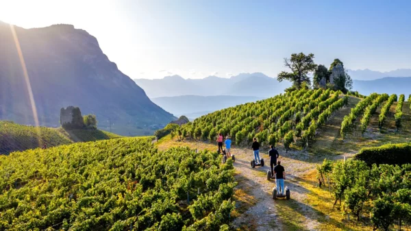 Vignoble du Domaine Quenard & Fils