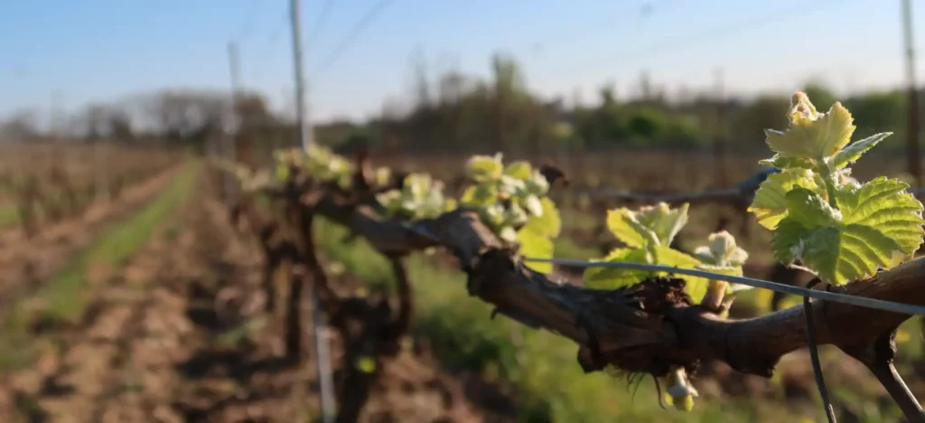 Biodiversit&eacute; au Domaine de Cantalauze