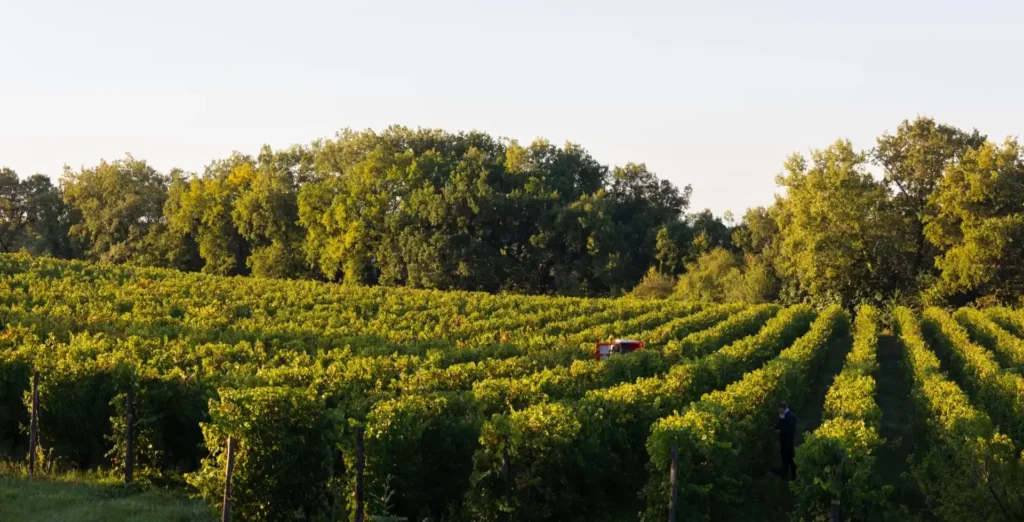 Vignes du Domaine de Cantalauze