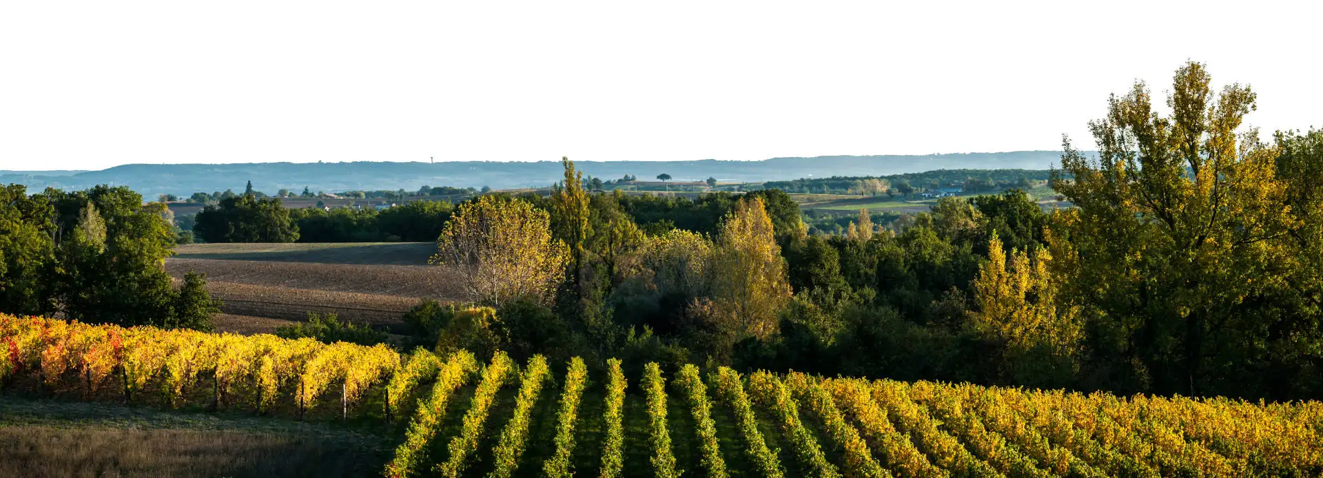 Vignoble du Domaine de Cantalauze