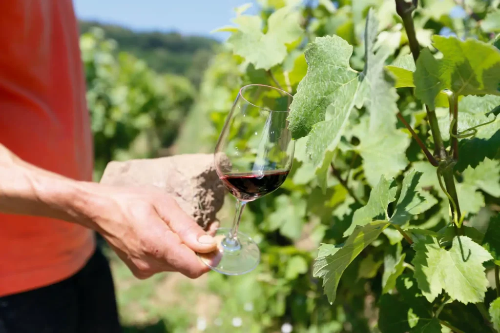 D&eacute;gustation au Domaine Ansen