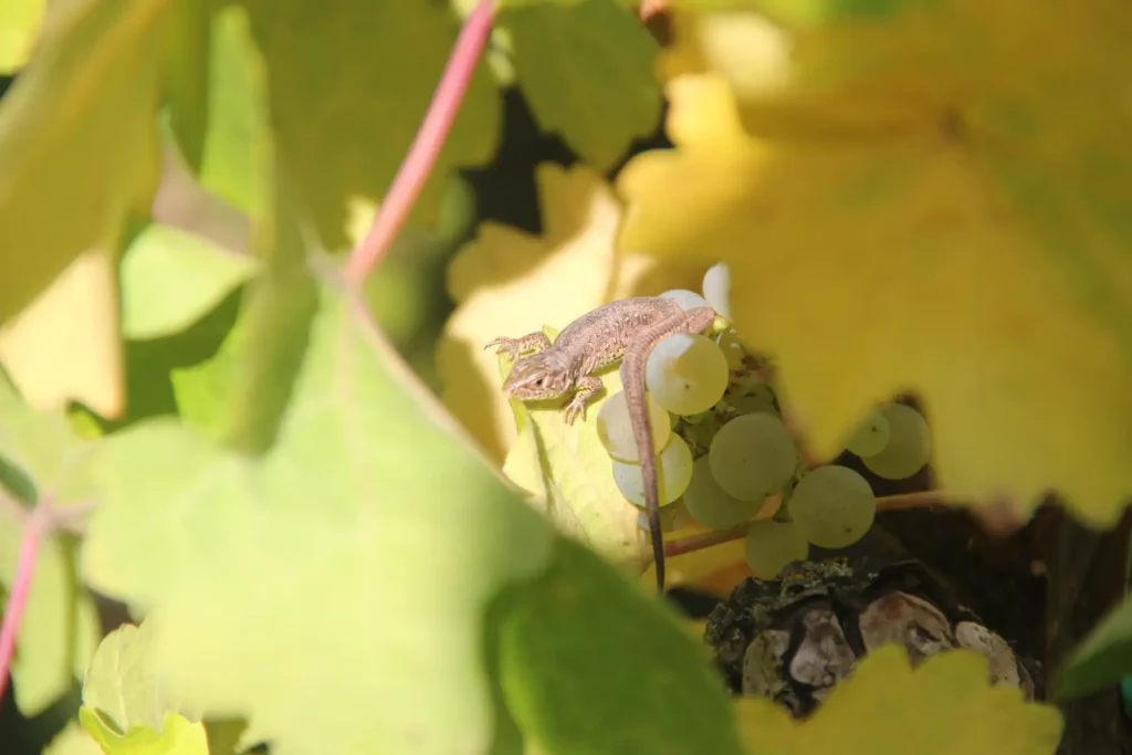 Le raisin du Domaine Ansen