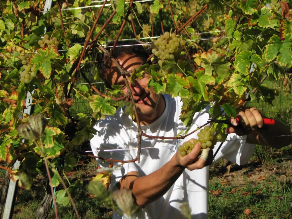 Vendanges au Domaine Ansen